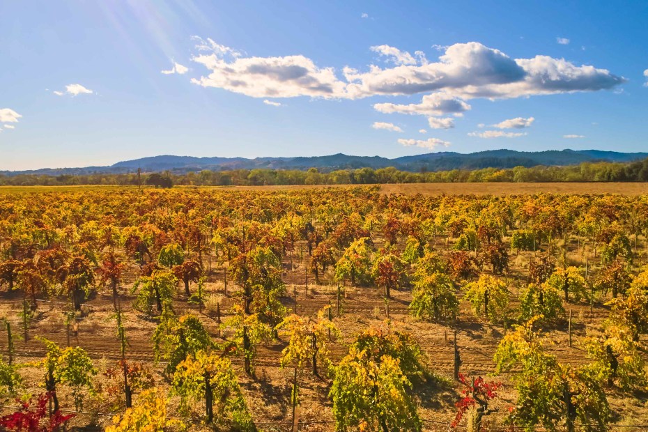 Vineyard awash in fall colors.