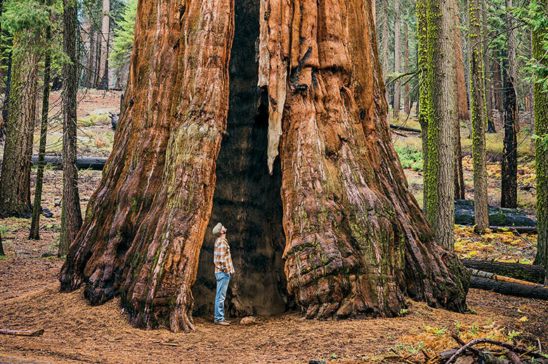 Giant Sequoia in Sequoia and Kings Canyon National Parks, picture