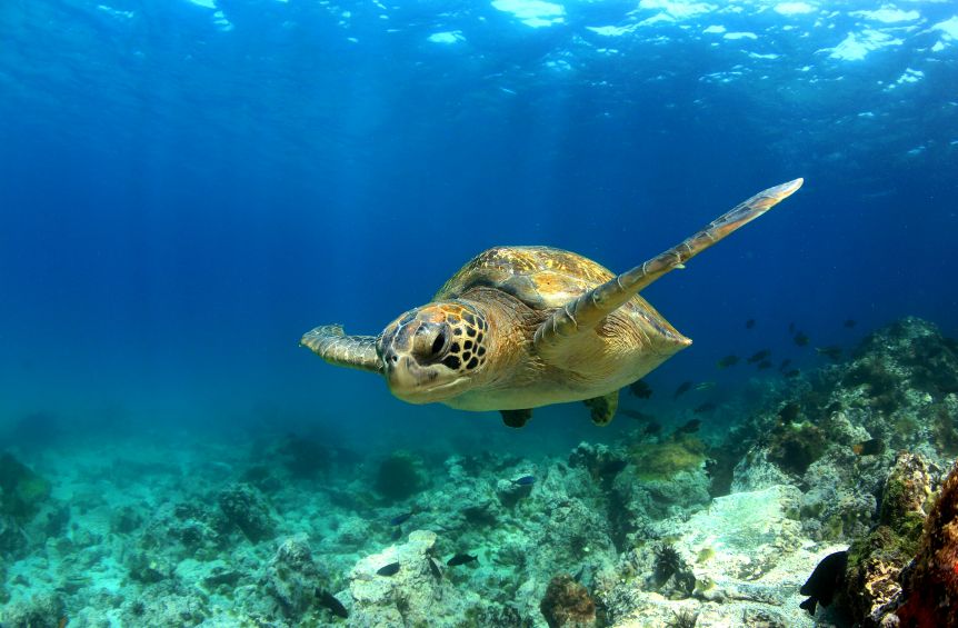 sea turtle swims off the coast of the Galapagos Islands, image