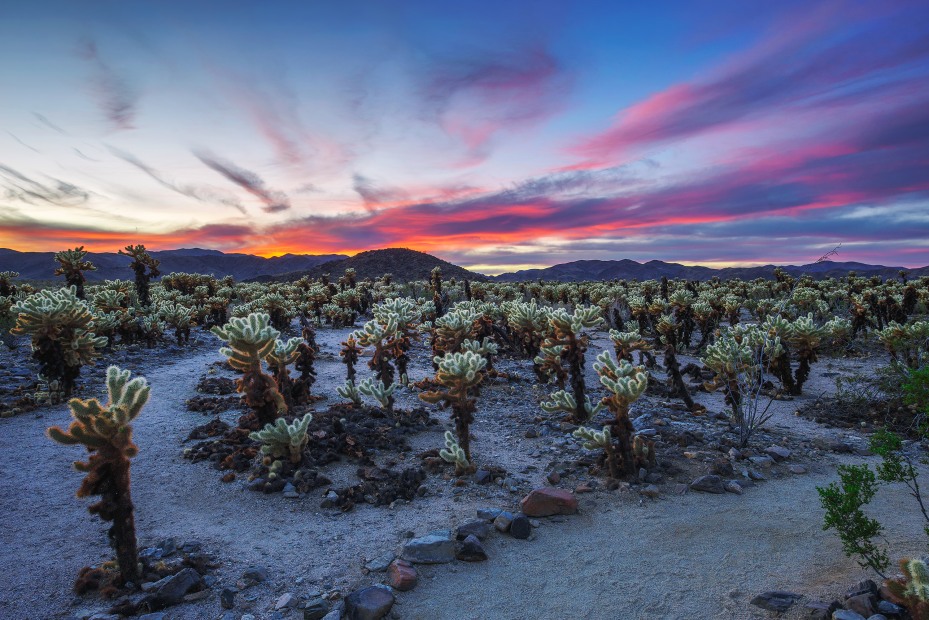 Cholla Cactus garden in Joshua Tree National Park at sunet, photo