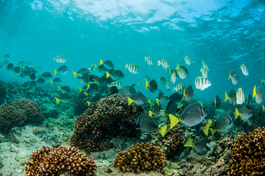 The reef at Chileno Beach in Los Cabos, Mexico.