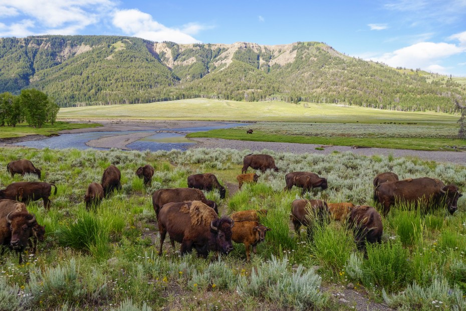 photo of a herd of bison feeding in Lamar Valley, Yellowstone National Park