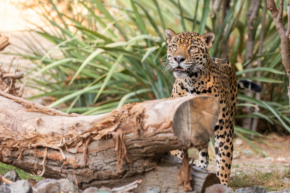 a jaguar at the Living Desert Zoo and Gardens in Palm Springs, California, picture