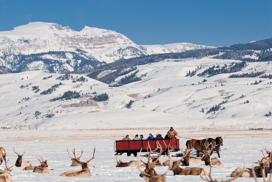 People ride on a horse-drawn sleigh through a field of elk in Wyoming’s National Elk Refuge near Jackson, Wyoming, picture