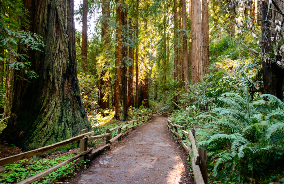 a hiking trail cuts through Muir Woods National Monument, picture
