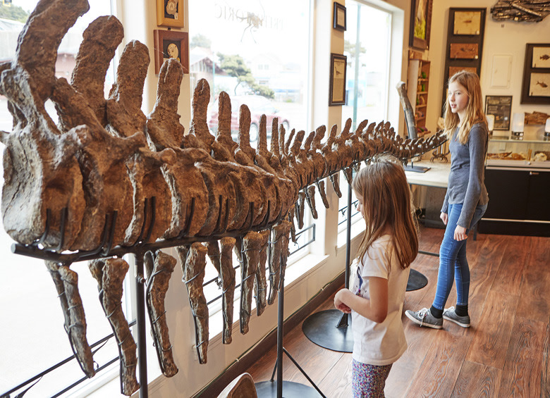 dinosaur tail fossil at Prehistoric Oregon in Lincoln City, Oregon, picture