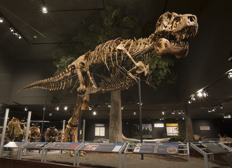 Tyrannosaurus rex at Museum of the Rockies in Bozeman, Montana, picture