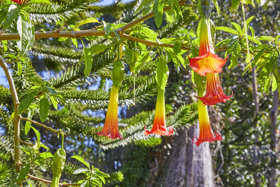 brugmansia aka angel's trumpet at the San Francisco Botanical Garden in Golden Gate Park