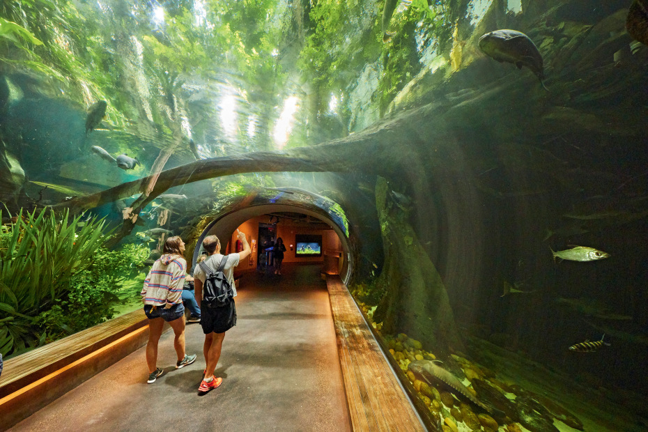 pair of visitors walk through Steinhart Aquarium exhibit at California Academy of Sciences in Golden Gate Park