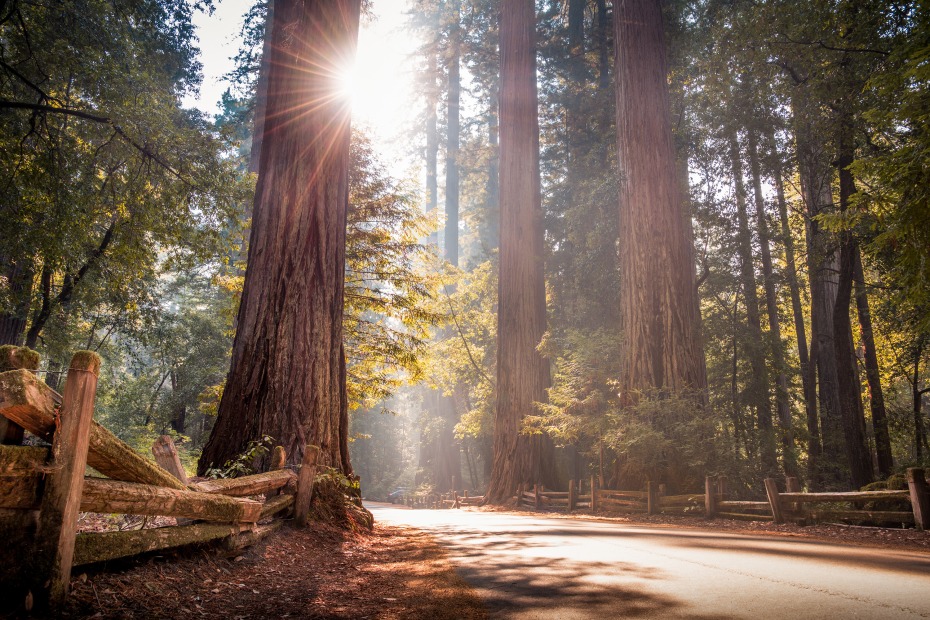 Path running through California redwood trees in Big Basin Redwoods State Park, photo