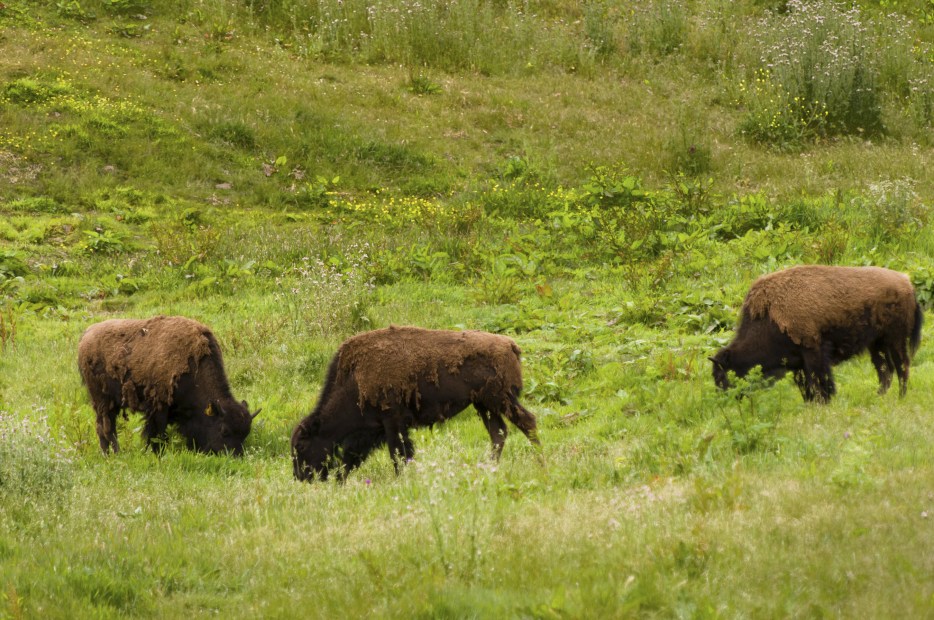 bison trio graze in long grass at Bison Paddock in Golden Gate Park, San Francisco