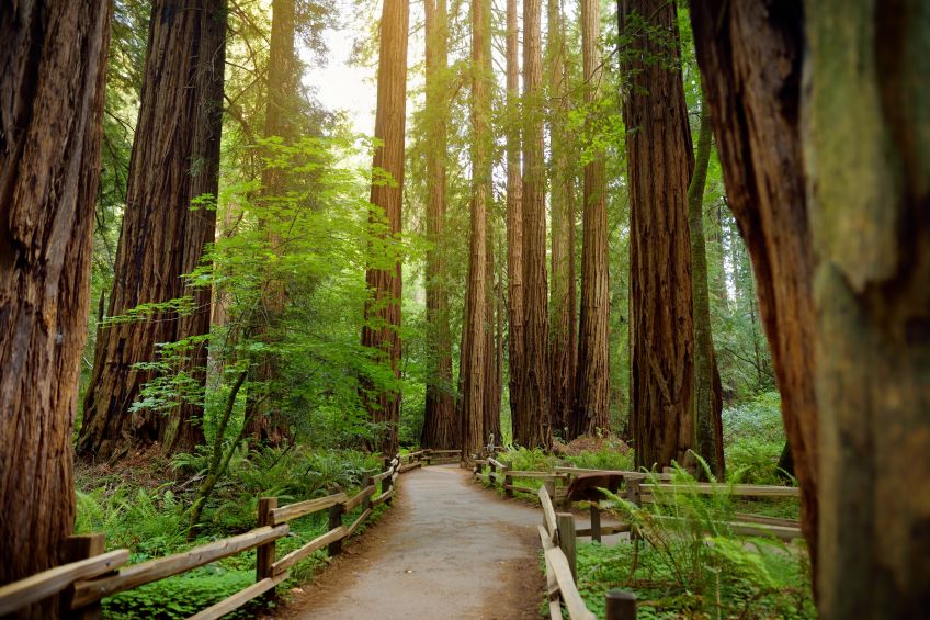 Muir Woods Endor Ewoks, picture