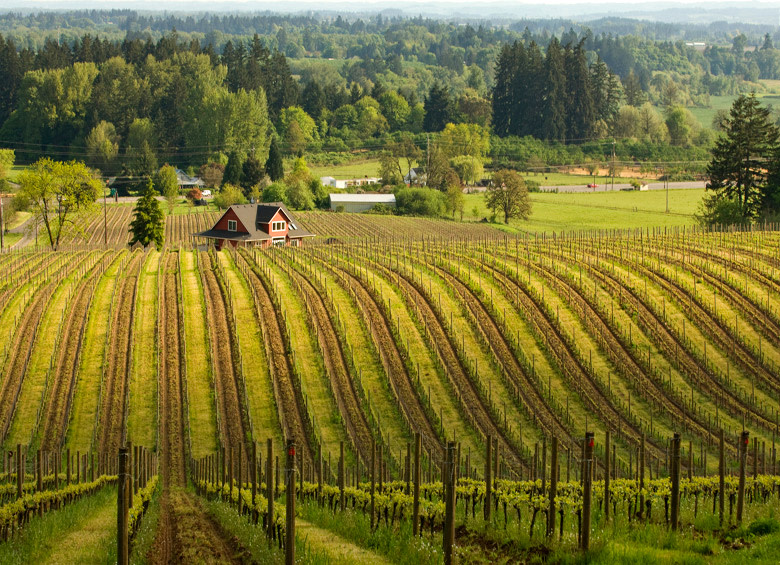 vineyards at Sokol Blosser in Dayton, Oregon, picture