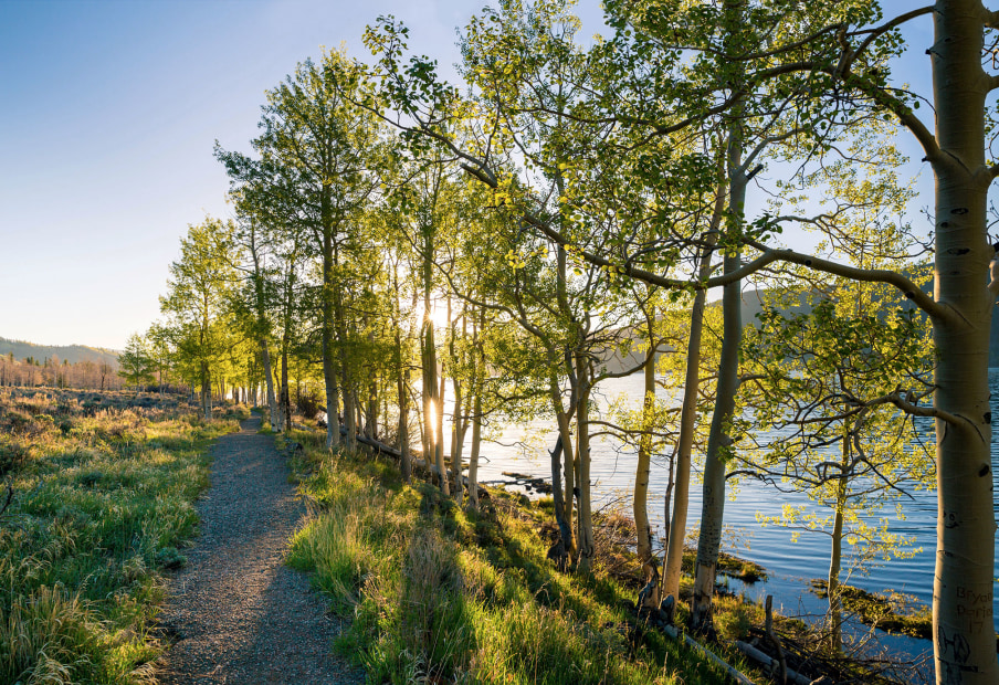 morning light passes through the trees beside fish lake in utah