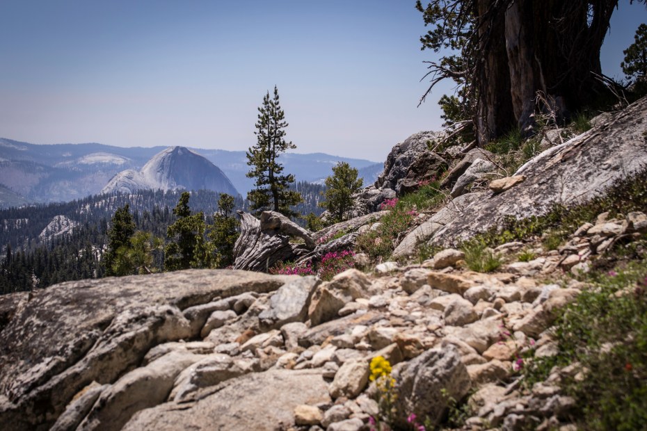 Wildflowers along the May Lake Trail in Yosemite National Park in spring, image
