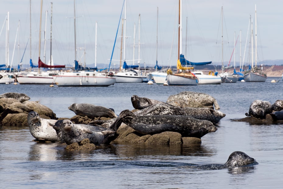 Harbor Seals on rocks in the Monterey Bay, picture