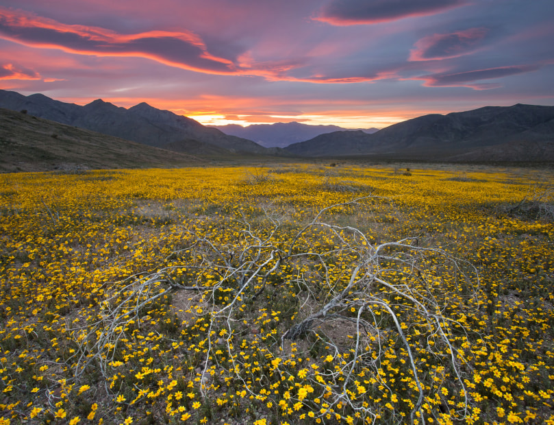 sun sets over wildflower display at Death Valley National Park