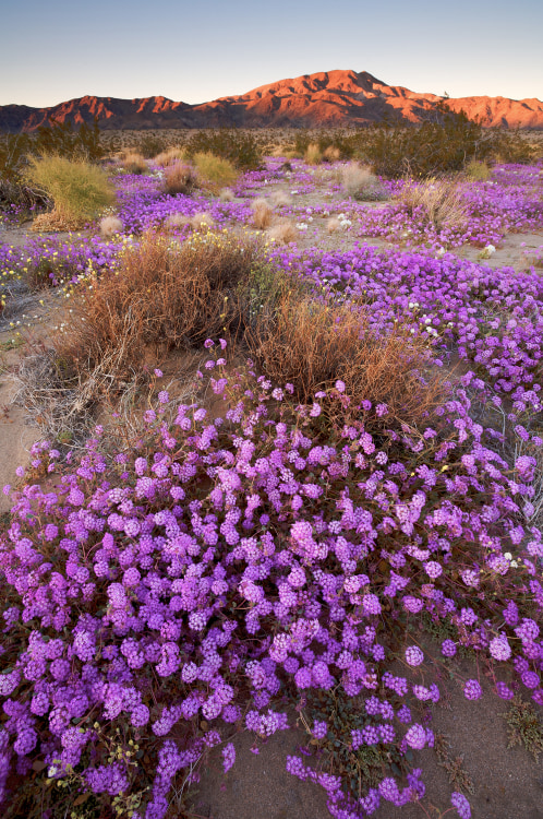Photo of a field of purple desert verbenas in front of a red rock mountain