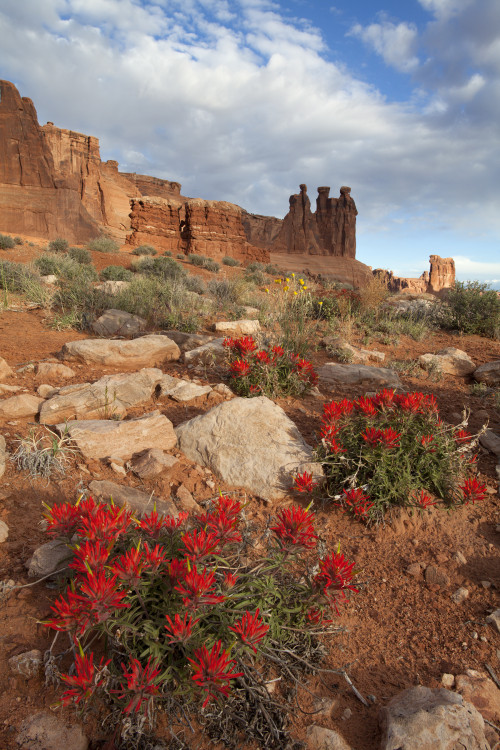 red paintbrushes at Arches National Park in Utah, picture