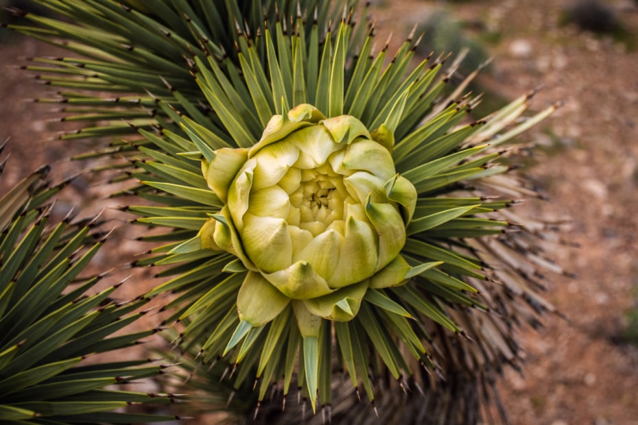 A Joshua Tree (Yucca brevifolia) flower bud just days away from blooming in Red Rock Canyon National Conservation Area, NV