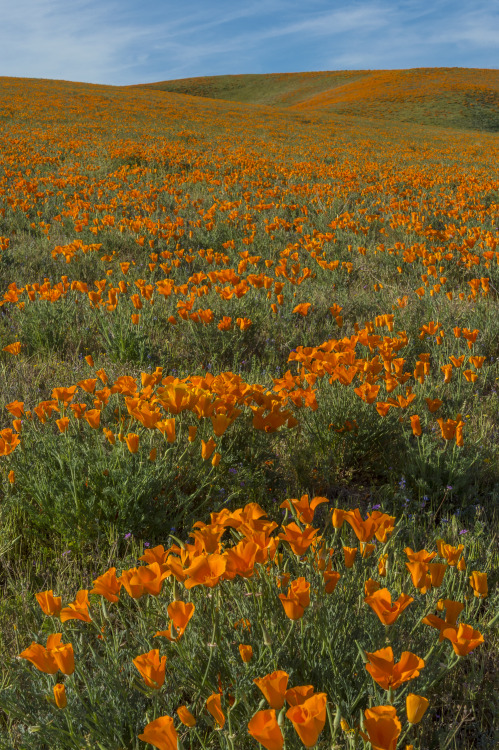 California poppies at Antelope Valley California Poppy Reserve, picture