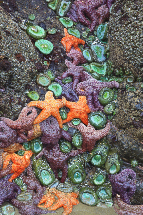 sea stars and anemones at Ecola State Park, picture