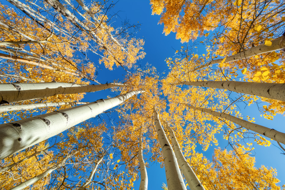 Looking up through an aspen grove into the blue sky above in Flagstaff, Arizona.