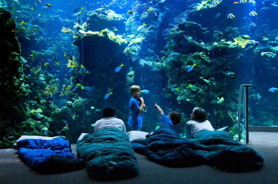 kids in sleeping bags at the California Academy of Sciences aquarium looking into underwater fish display, photo