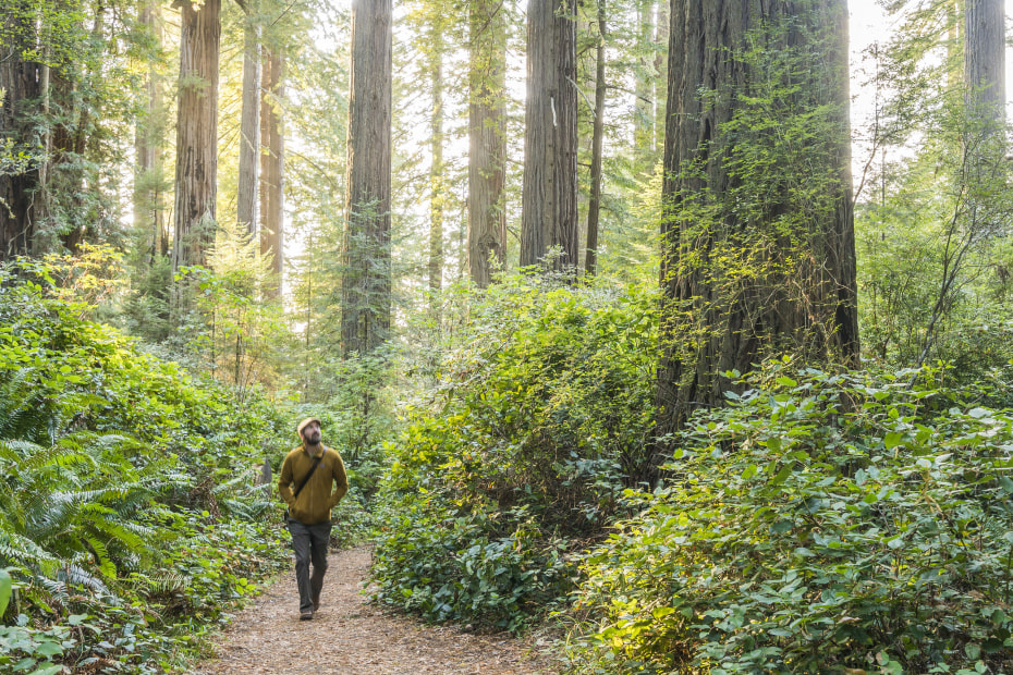 man hiking trail at Redwood National Park in northwest California, picture