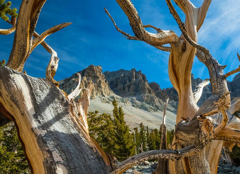 Bristlecone pine in Great Basin National Park, Nevada, image
