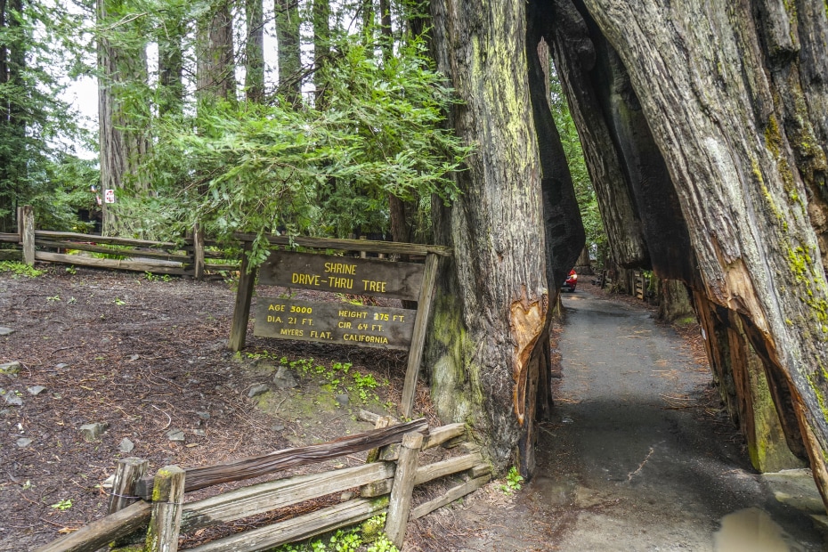 Shrine Drive-Thru Tree near Arcadia in Humboldt Redwood State Park, image