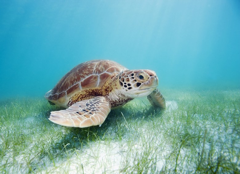 green sea turtle near Akumal