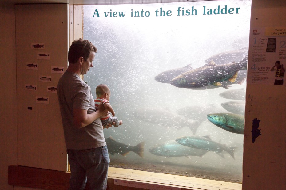 Fish viewing window at Bonneville Dam in Oregon, image