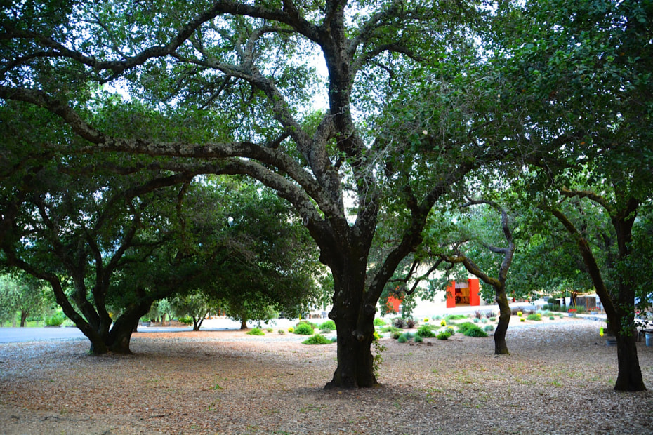 Oak trees on the grounds of Dutch Henry Winery in Napa Valley, photo