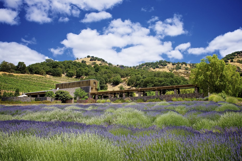 Lavender fields and hilly landscape at Robert Sinskey Vineyards in Napa Valley, photo