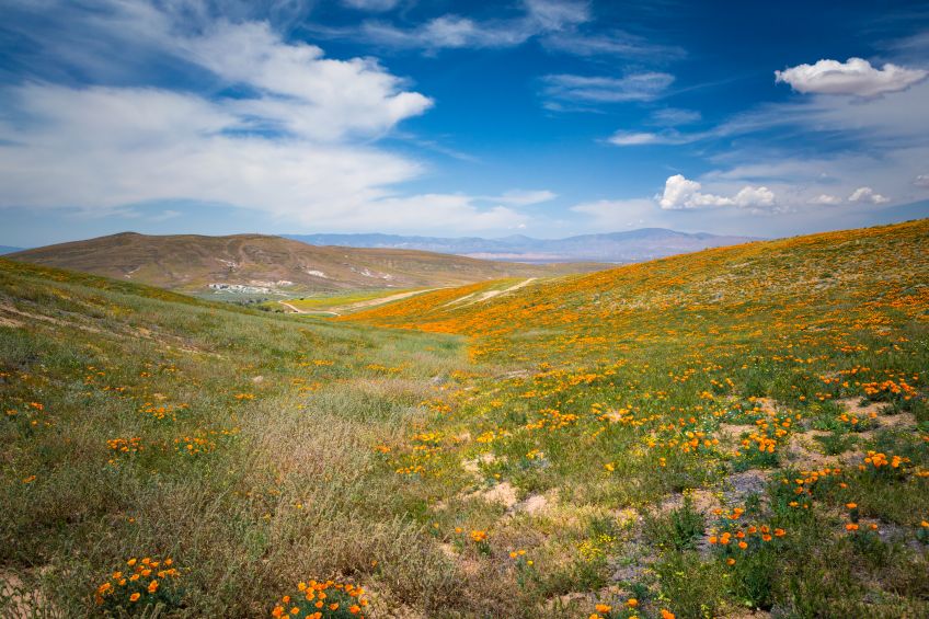 A covering of orange poppies covering a hillside, picture