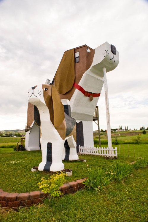dog bark park inn exterior resembles a beagle, in Cottonwood, Idaho, picture