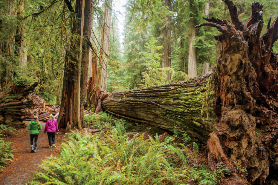 Two hikers walk alongside a giant fallen tree in Jedediah Smith Redwoods State Park, California, image