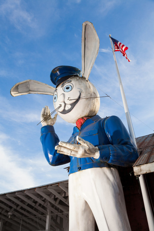 Harvey the Giant Rabbit greets with a wave in Aloha, Oregon, picture
