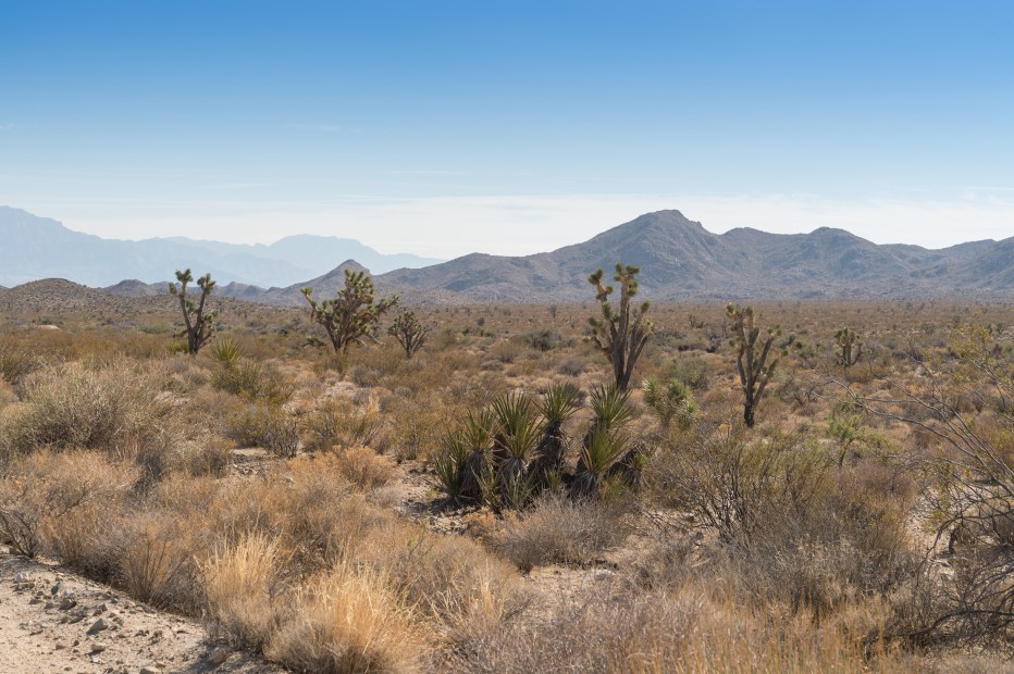 Mojave National Preserve Joshua Trees landscape, picture