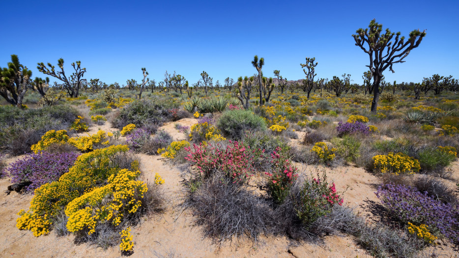 Wildflowers in Mojave National Preserve, picture