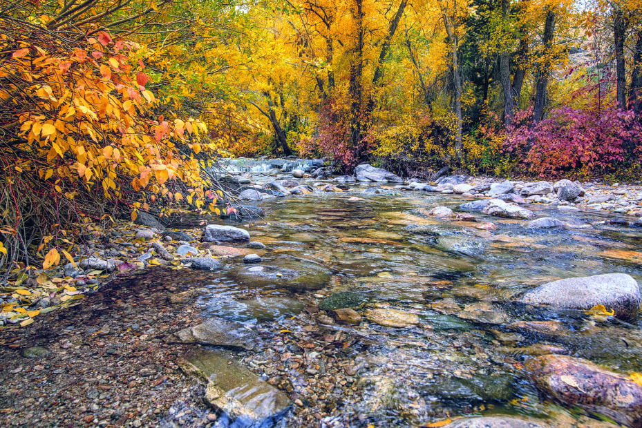 fall foliage along Lamoille Creek in Lamoille Canyon, Nevada, picture