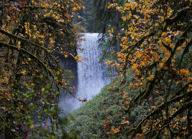 maples turn to fall color at Lower South Falls in Oregon's Silver Falls State Park, picture