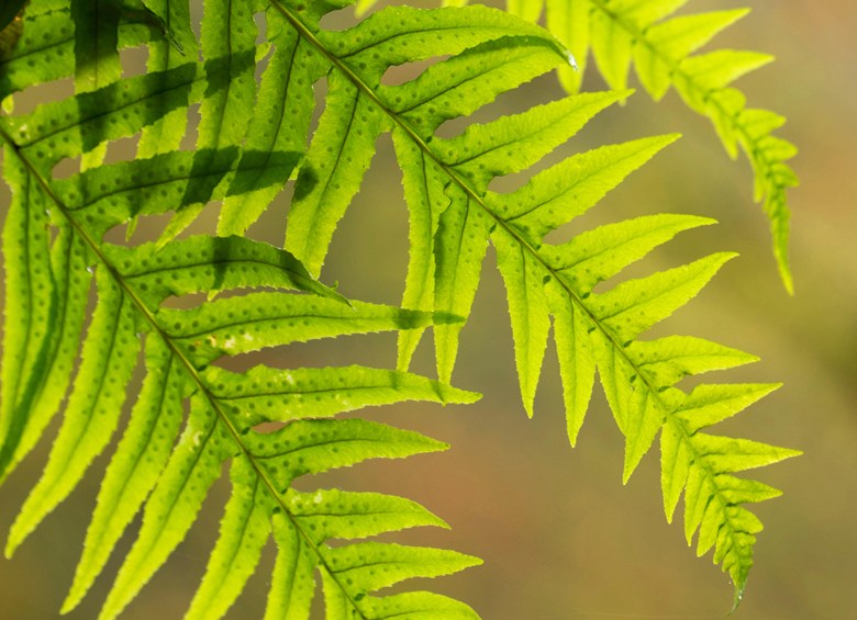 licorice ferns along the Trail of Ten Falls at Oregon's Silver Falls State Park, picture