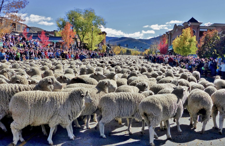 sheep flock down Ketchum, Idaho's Main Street during the Trailing of the Sheep Festival.