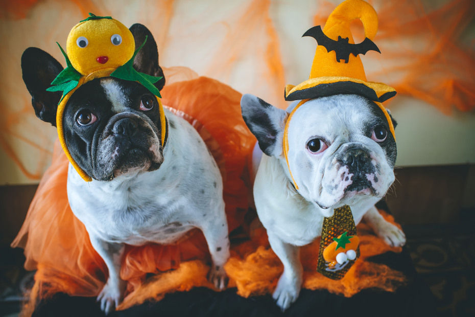 French bulldogs in Halloween costumes, dogs in halloween costumes, picture