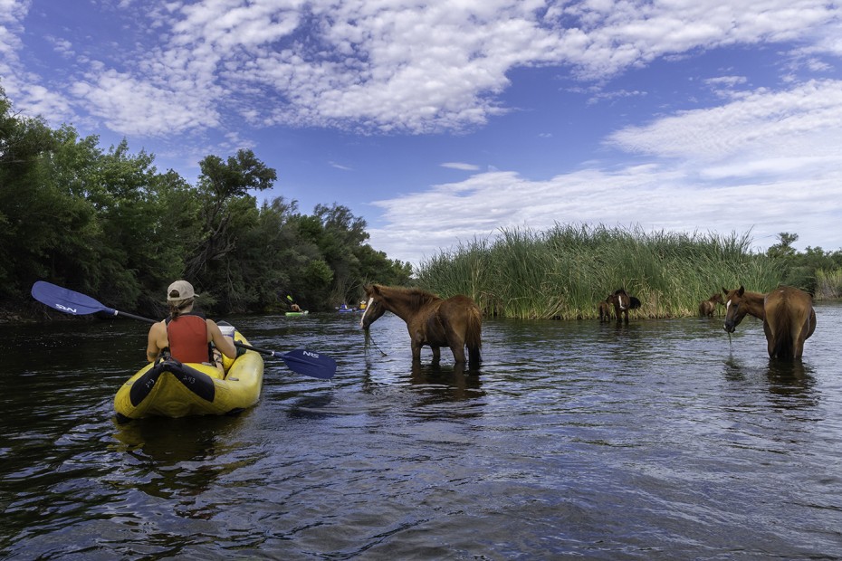 Kayakers pass by wild horses in the Salt River.