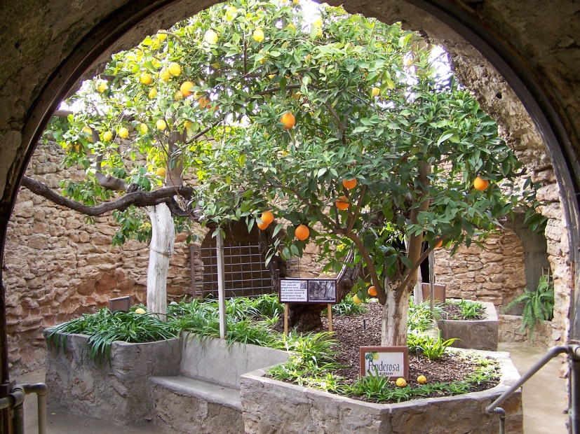 Trees grow underground at the Forestiere Underground Gardens along California's Highway 99, image