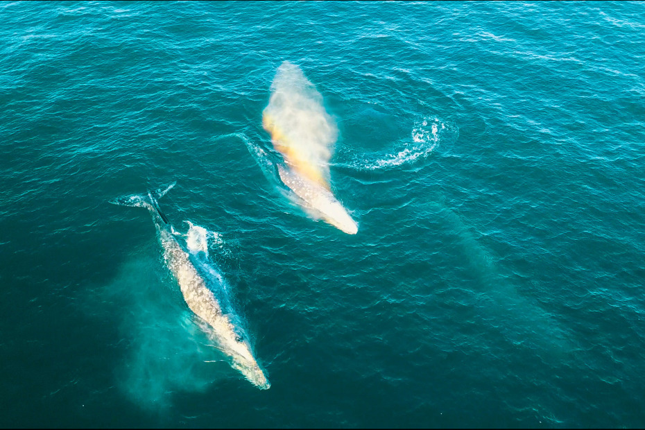 Gray whales swimming off the California coast near Mendocino, image