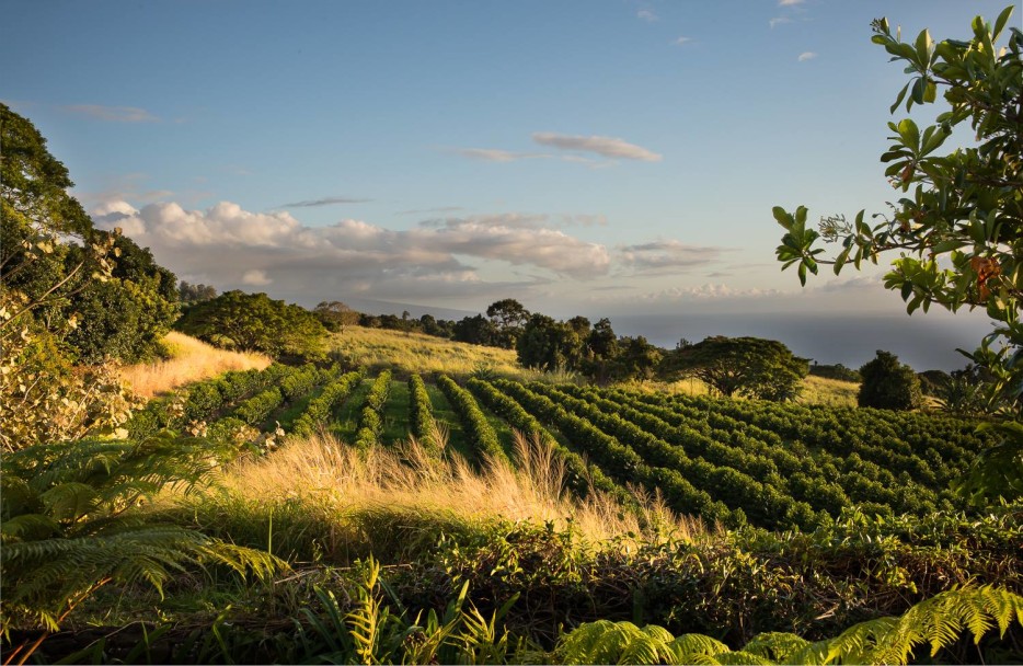 Coffee field during sunset at Greenwell Farms in Kona, picture
